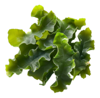 ai genererad våt hav sallad på transparent bakgrund - stock png. png