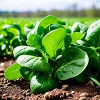 AI generated fresh spinach on white background photo