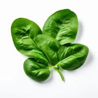 AI generated Spinach series on white background photo