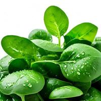AI generated fresh spinach on white background photo