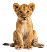 AI generated Young lion cub sitting on transparent background - stock png. png