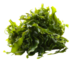 AI generated Wet sea lettuce on transparent background - stock png. png