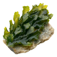 AI generated Wet sea lettuce on rock on transparent background - stock png. png