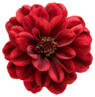 AI generated Red dahlia flower with full petals on transparent background - stock png. png