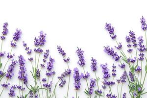 AI generated Lavender flowers isolated on white background  top view. photo