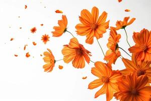 AI generated Floating orange cosmos flower isolated on white background. photo