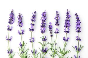 AI generated Natural lavender flowers isolated on white background photo