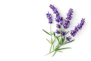 AI generated Lavender flower isolated on a white background. Flat lay  Lavender photo