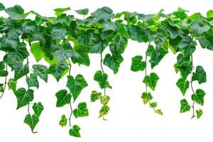 AI generated Isolated hanging vine plant with green leaves. photo