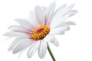 AI generated White Daisy with Pink Isolated on White Background photo