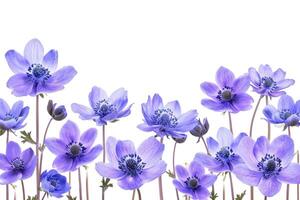 AI generated Spring flowers isolated on white background. photo