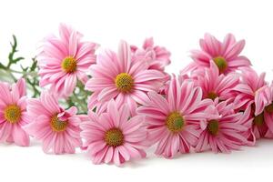 AI generated pink daisies on a white isolated background photo