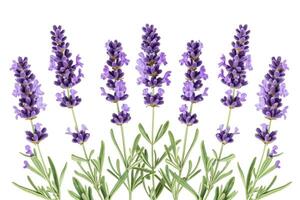 AI generated Lavender flowers isolated on white background photo