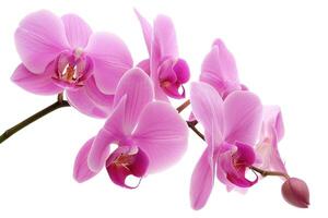 AI generated Pink orchid. Lovely tropical flower isolated on white. Save path. photo