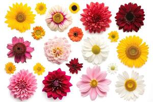 AI generated Various flowers isolated on white background photo