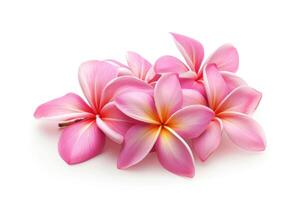 AI generated Group of Pink Frangipani isolated on White photo