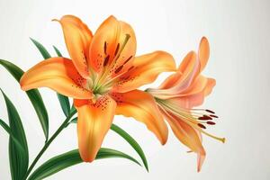 AI generated Blooming orange lily stem on white background photo