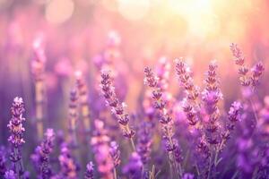 AI generated Lavender field in summer with shallow depth of field. photo