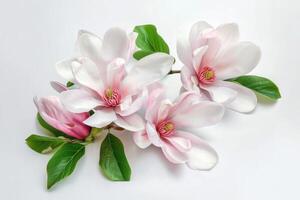 AI generated Beautiful magnolia flower bouquet isolated on white background. photo