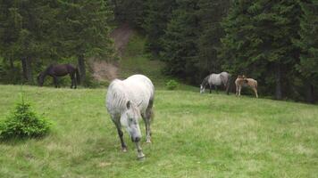 hästar matning av gräs på högland bete. inhemsk bruka häst- däggdjur betning i grön fält. video