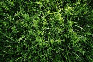 AI generated Highresolution top view of grassy field with plants and weeds, natural background texture. photo