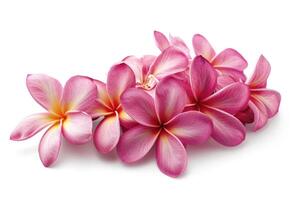 AI generated Group of Pink Frangipani isolated on White photo