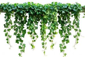 AI generated Isolated hanging vine plant with green leaves. photo