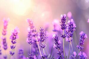 ai generado lavanda campo en verano con superficial profundidad de campo. foto