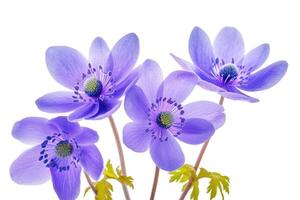 AI generated Anemone hepatica  First spring flowers in wild forest. photo