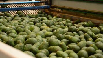 Avocado fruit rolling in linepack industry video