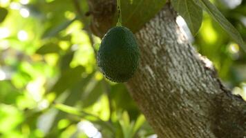 abacate fruta suspensão às ramo do árvore video