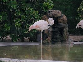 Flamingo in the Lima zoo. photo