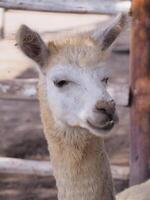 alpaca en el lima zoo. foto