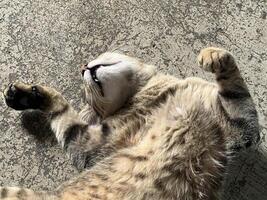 cerca arriba ver de linda peludo gato foto