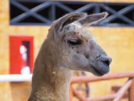 Llama in Lima zoo, Peru. photo