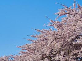 Cherry blossom at Langelinie Park, Copenhagen, Denmark. photo