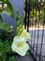 Ganges Primrose - Asystasia gangetica flowers has yellowish white colour. photo