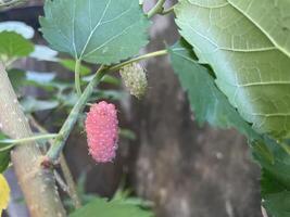 Mulberry, Tropical Plant from the Himalayas photo