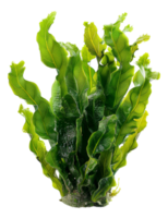 AI generated Wet sea lettuce on transparent background - stock png. png