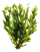 ai gerado fresco verde mar alface algas em transparente fundo - estoque png. png