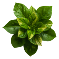 AI generated Fresh green variegated plant with vibrant leaves on transparent background - stock png. png