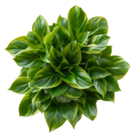 AI generated Lush green hosta plant with variegated leaves on transparent background - stock png. png