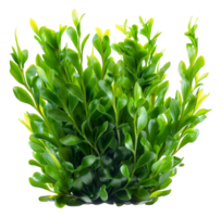 AI generated Fresh green sea lettuce algae on transparent background - stock png. png