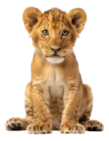 AI generated Young lion cub sitting on transparent background - stock png. png