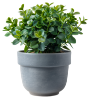 AI generated Green succulent plant in a minimalist gray pot on transparent background - stock png. png