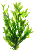 AI generated Fresh green sea lettuce algae on transparent background - stock png. png