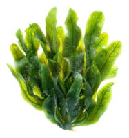 ai generado Fresco verde mar lechuga algas en transparente antecedentes - valores png. png