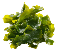 ai genererad våt hav sallad på transparent bakgrund - stock png. png