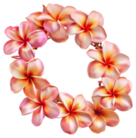 AI generated Vibrant frangipani flowers forming a circular pattern on transparent background - stock png. png