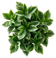 ai generato fresco verde variegato pianta con vivace le foglie su trasparente sfondo - azione png. png